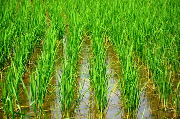 transplant in the paddy field