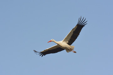 White stork flying