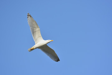 Herring gull in flight