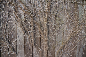 Clinging on - Dead ivy on wooden fence