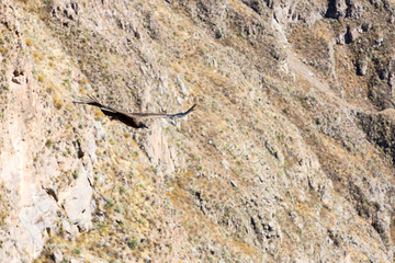 Flying condor over Colca canyon,Peru,South America