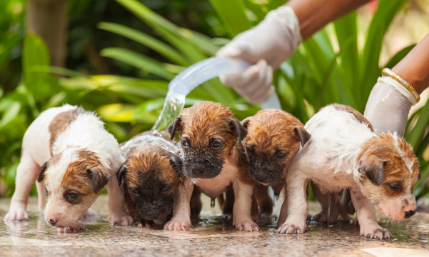 Female Hand Washing Puppy Dog