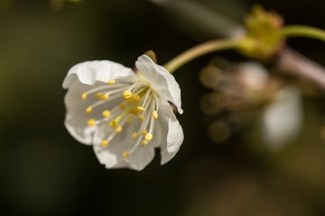 Zwetschgenblüten / Plum blossoms