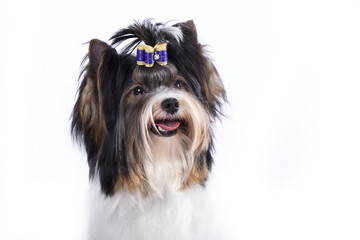 Beaver Yorkshire Terrier