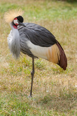 crowned crane standing on one leg 9213