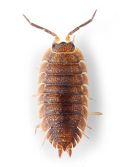 The Pill-bug (Armadillidium vulgare). Garden pest.