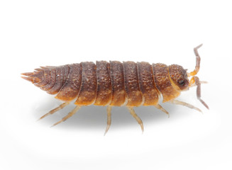 The Pill-bug (Armadillidium vulgare). Garden pest.