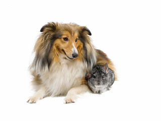 Shetland sheepdog and  chinchilla