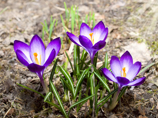 first crocus flowers