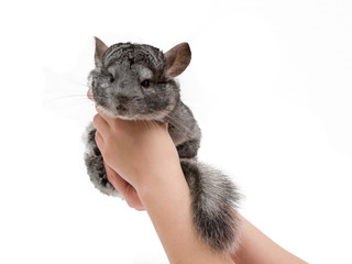 chinchilla sitting in the hands of the girl
