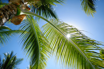 Close up of a palm tree