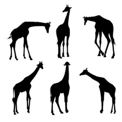 Giraffe-vector