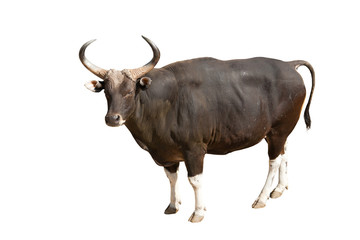 Banteng