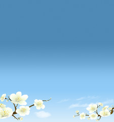 blauer Hintergrund mit weißen Blüten 