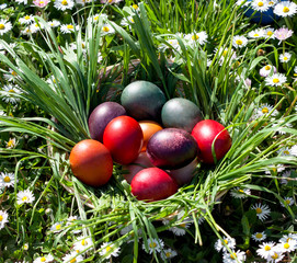 easter colored eggs in grass surrounded with meadow flowers