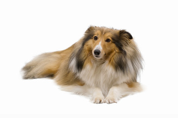 Shetland sheepdog