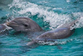 Dolphins jumping and spinning i