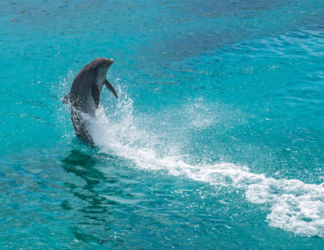 Dolphins jumping and spinning i © Gail Johnson