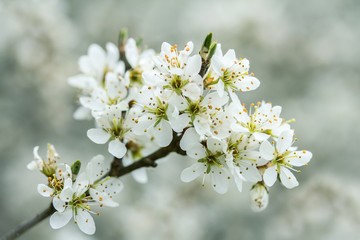 Blühender Schlehdorn / Flowering sloe