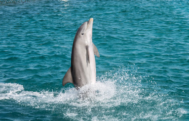 Dolphins jumping and spinning i