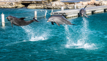 Dolphins jumping and spinning i