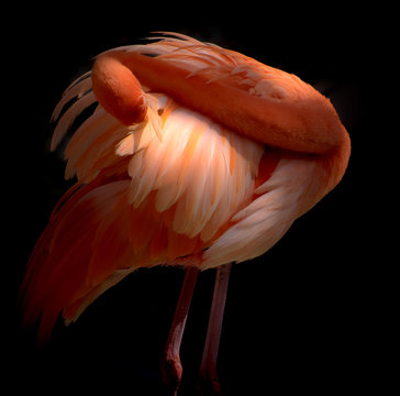 Fototapeta Pink Flamingo birds  preening themselevs Curacao Caribbean