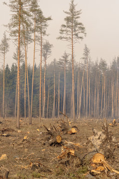 Location deforestation in the smoke of fires