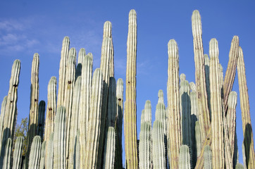 Giant cactus