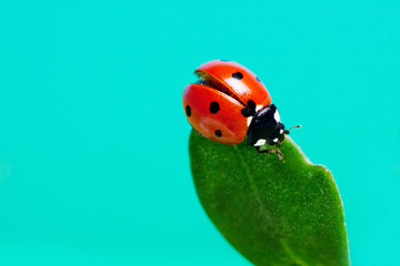 Ladybird on a green leaf against the sky.