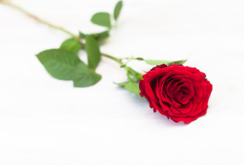 single bright red rose on a white-washed wooden table, in soft f