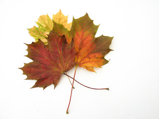 feuille automne