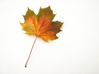 feuille automne