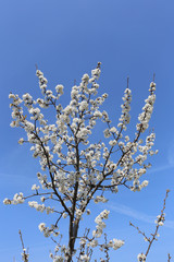 cherry blossoms
