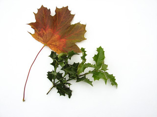 feuille automne