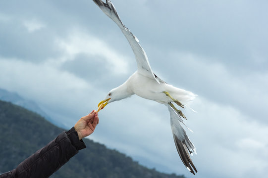 seagull taking food from hand