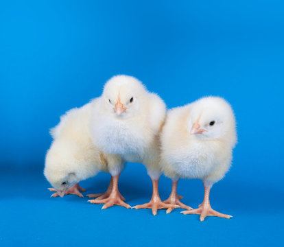 Ostern/K&uuml;ken
