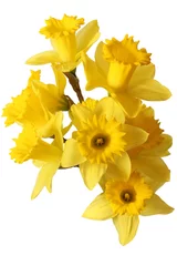 Papier Peint photo Narcisse narcissus bouquet isolated on white