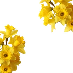 Crédence de cuisine en verre imprimé Narcisse bouquet de narcisses isolé sur blanc