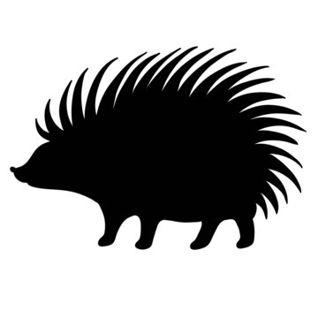 silhouette hedgehog on white background