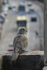 Tórtola turca, Streptopelia decaocto