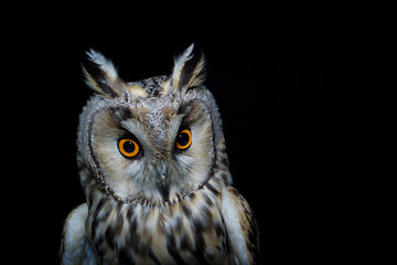 Búho chico, Asio otus