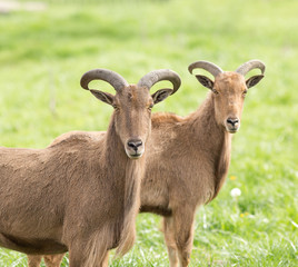 Barbary sheep