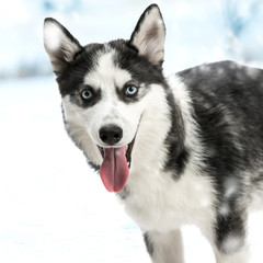 siberian husky