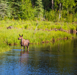 Moose