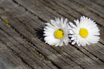 Fototapeta na wymiar white daisy