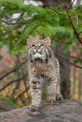 Fototapeta premium Bobcat Kitten (Lynx rufus) Looks Up from Atop Log