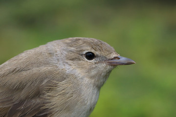 Curruca mosquitera, Sylvia borin