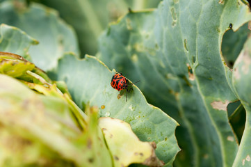 Cabbage with pests