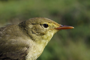 Zarcero común, Hippolais polyglotta