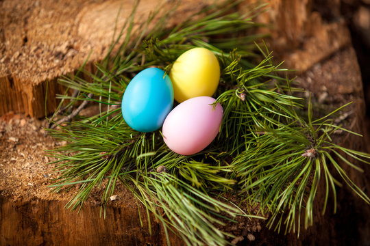 Closeup shot of easter eggs lying in nest of fir tree
